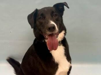 Kobe -  Retriever and Mixed Breed Dog for Adoption in Minneapolis, Minnesota - Kobe | PetCurious