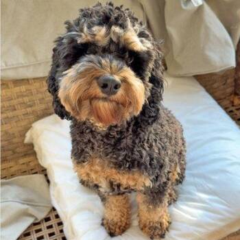 Cash -  Cockapoo Dog for Adoption in Arlington, Virginia - Cash | PetCurious