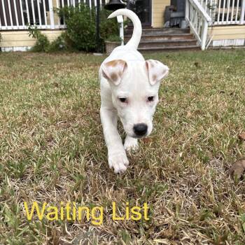 Buddy -  Mixed Breed Dog for Adoption in Livingston, Texas - Buddy | PetCurious