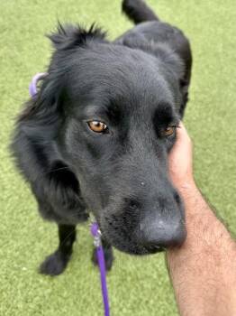 Mixed Breed Dogs Available for Adoption in Wichita, Kansas - Queen Bee | PetCurious