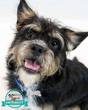 Terrier Dogs Available for Adoption - Linden | PetCurious
