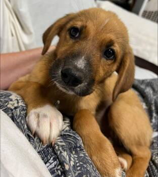 Rescue Labrador Retriever Dogs for Adoption in Calera, Alabama - Tink | PetCurious