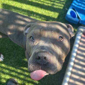 Mixed Breed Dogs Available for Adoption - Silvermist | PetCurious