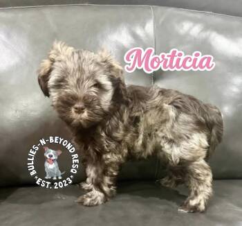 Schnauzer Dogs Available for Adoption in Omaha, Nebraska - Morticia | PetCurious