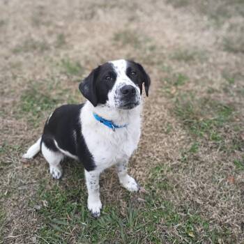 Border Collie Dogs Available for Adoption - Teddy | PetCurious