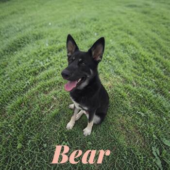 German Shepherd Dog Dogs Available for Adoption in Camden, Tennessee - Bear | PetCurious