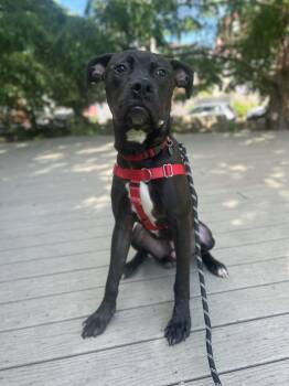 Rescue Pit Bull Terrier Dogs for Adoption in Philadelphia, Pennsylvania - Obsidian (Obi) | PetCurious