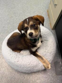 Mixed Breed Dogs Available for Adoption in Raleigh, North Carolina - Twix | PetCurious