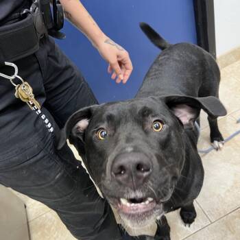 Sirius Black -  Great Dane and Mixed Breed Dog for Adoption in Galveston, Texas - Sirius Black | PetCurious