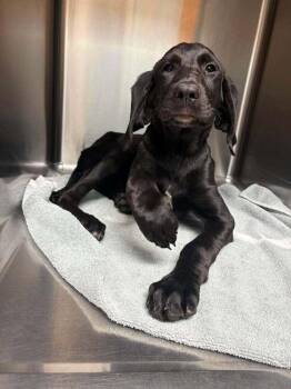PoGo -  Bloodhound Dog for Adoption in Statesboro, Georgia - PoGo | PetCurious