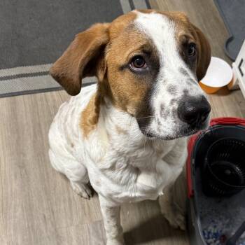 Cooper Hayes -  Saint Bernard and Beagle Dog for Adoption in Ennis, Texas - Cooper Hayes | PetCurious