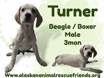 Rescue Beagle and Boxer Dogs for Adoption in Anchorage, Alaska - Turner | PetCurious