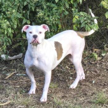 Mabel -  Boxer and Pit Bull Terrier Dog for Adoption in Yukon, Oklahoma - Mabel | PetCurious