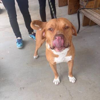Bray Wyatt -  Mixed Breed Dog for Adoption in Winston-salem, North Carolina - Bray Wyatt | PetCurious