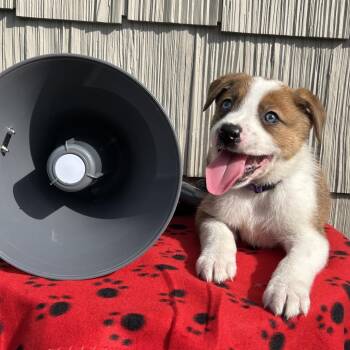 Subwoofer -  Australian Shepherd and Mixed Breed Dog for Adoption in Cincinnati, Ohio - Subwoofer | PetCurious