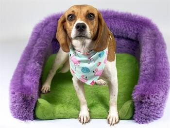 RUMI -  Beagle and Mixed Breed Dog for Adoption in Fort Lauderdale, Florida - RUMI | PetCurious