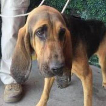 Trusty -  Bloodhound Dog for Adoption in Tacoma, Washington - Trusty | PetCurious