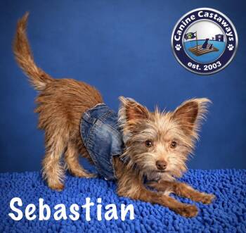 Sebastian -  Yorkshire Terrier and Chihuahua Dog for Adoption in Arcadia, Florida - Sebastian | PetCurious