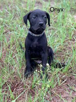 Labrador Retriever and Mixed Breed Dogs Available for Adoption in St. Augustine, Florida - Onyx | PetCurious