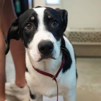 Zack -  Rough Collie and Labrador Retriever Dog for Adoption in Allentown, Pennsylvania - Zack | PetCurious