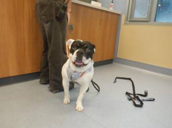 American Bulldog and Mixed Breed Dogs Available for Adoption in San Jose, California - BANDIT | PetCurious