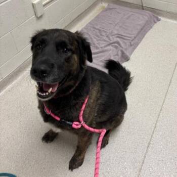 Mixed Breed Dogs Available for Adoption - Rocky | PetCurious