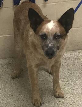 Australian Cattle Dog Blue Heeler and Mixed Breed Dogs Available for Adoption in Conroe, Texas - JACKEL | PetCurious