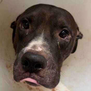 Milo -  Pit Bull Terrier Dog for Adoption in Austin, Texas - Milo | PetCurious
