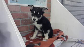 Siberian Husky and Mixed Breed Dogs Available for Adoption in Houston, Texas - A2070795 | PetCurious