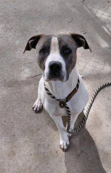 Pit Bull Terrier Dogs Available for Adoption in Charlotte, North Carolina - RAMON | PetCurious