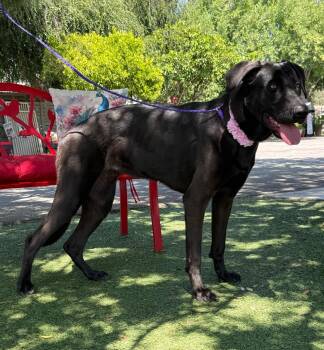Labrador Retriever and Greyhound Dogs Available for Adoption in Temecula, California - Velvet | PetCurious