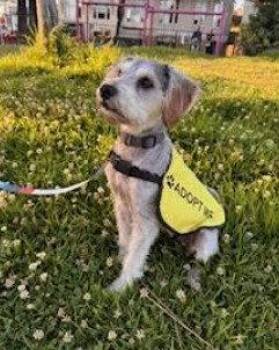 Schnauzer and Terrier Dogs Available for Adoption in San Diego, California - Lucy | PetCurious
