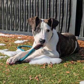 Pit Bull Terrier and Mixed Breed Dogs Available for Adoption in Charlottesville, Virginia - Candied Yams | PetCurious