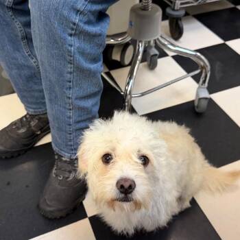 Shadow -  Poodle and Mixed Breed Dog for Adoption in Bend, Oregon - Shadow | PetCurious