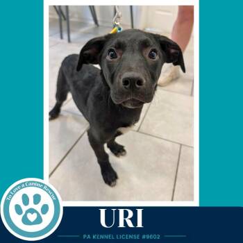 Uri (Xena