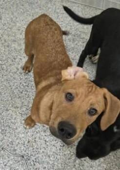 Galen -  Terrier Dog for Adoption in Athens, Tennessee - Galen | PetCurious