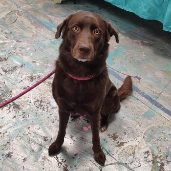 Bella -  Chocolate Labrador Retriever and Australian Shepherd Dog for Adoption in Coos Bay, Oregon - Bella | PetCurious