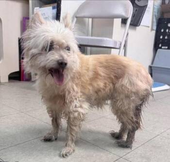 Terrier and Mixed Breed Dogs Available for Adoption in Hobart, Indiana - Babe Ruth | PetCurious