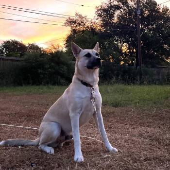 Dexter -  Anatolian Shepherd and Mixed Breed Dog for Adoption in Corpus Christi, Texas - Dexter | PetCurious
