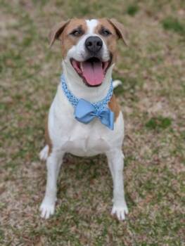 Terrier Dogs Available for Adoption in Gulfport, Mississippi - Lipton | PetCurious