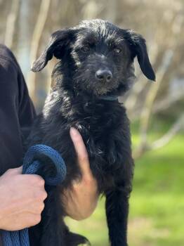 Poodle and Terrier Dogs Available for Adoption - Alley Oop | PetCurious