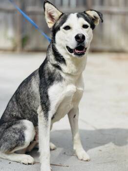AC-4610 "Scarlet" -  Husky and Shepherd Dog Available for Adoption in Conyers, Georgia - AC-4610 "Scarlet" | PetCurious
