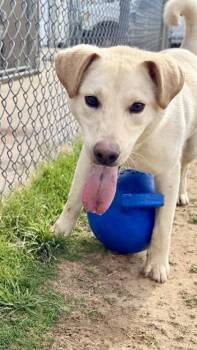 Labrador Retriever and Mixed Breed Dogs Available for Adoption in Balch Springs, Texas - Cooper | PetCurious