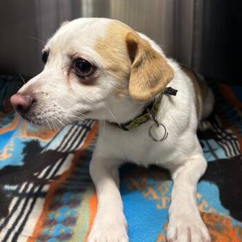 Rocky -  Chihuahua and Terrier Dog for Adoption in Council Bluffs, Iowa - Rocky | PetCurious