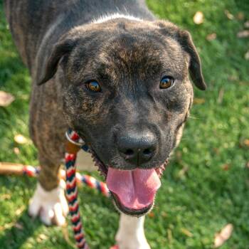 Rescue Mixed Breed Dogs for Adoption in Saint Charles, Missouri - Toad | PetCurious
