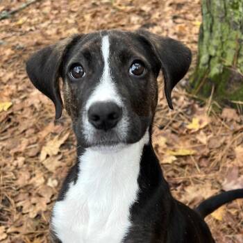 Krissy -  Mixed Breed Dog for Adoption in Summerville, South Carolina - Krissy | PetCurious