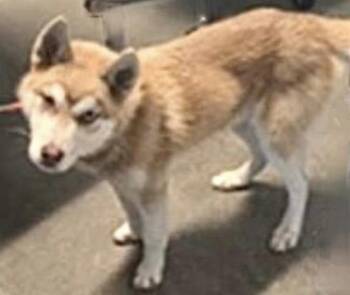 Husky and Mixed Breed Dogs Available for Adoption - CASH | PetCurious