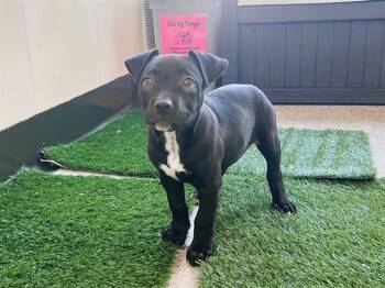 THELONIUS MONK -  Pit Bull Terrier Dog for Adoption in Palo Alto, California - THELONIUS MONK | PetCurious