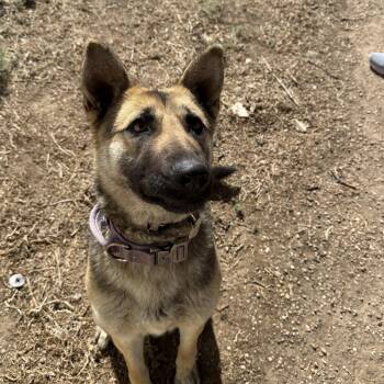 German Shepherd Dog Dogs Available for Adoption - Meera  | PetCurious
