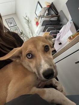 Chalupa -  Shepherd and Mixed Breed Dog for Adoption in Fresno, California - Chalupa | PetCurious